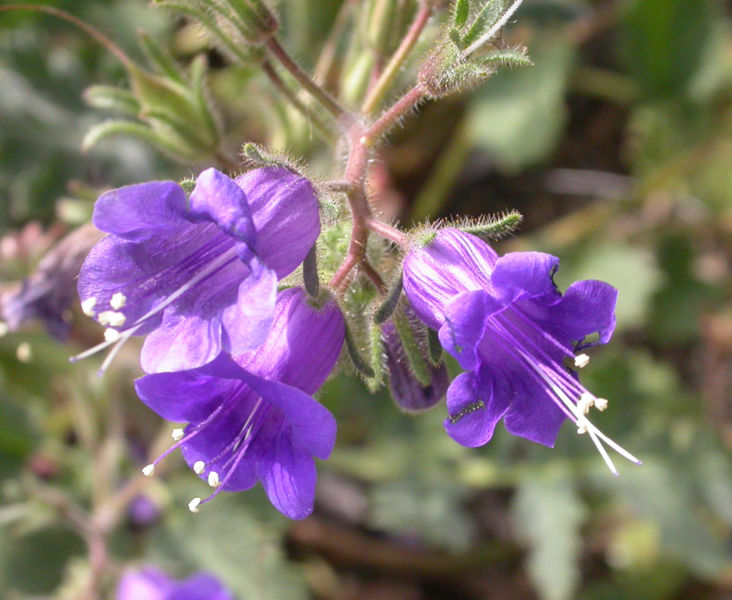 Phacelia campanularia